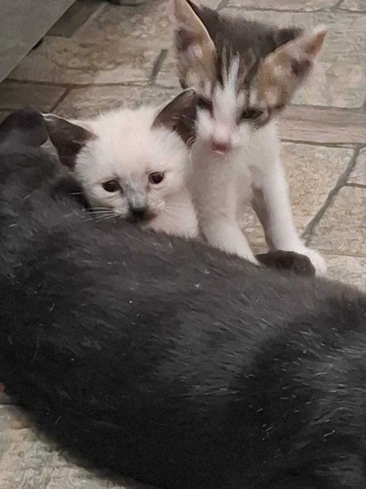 Отдам котят в хорошие руки