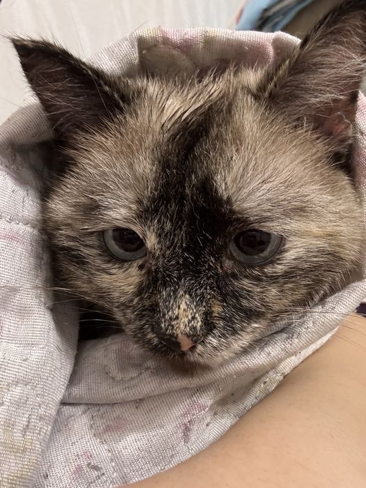 Отдам кошку бесплатно