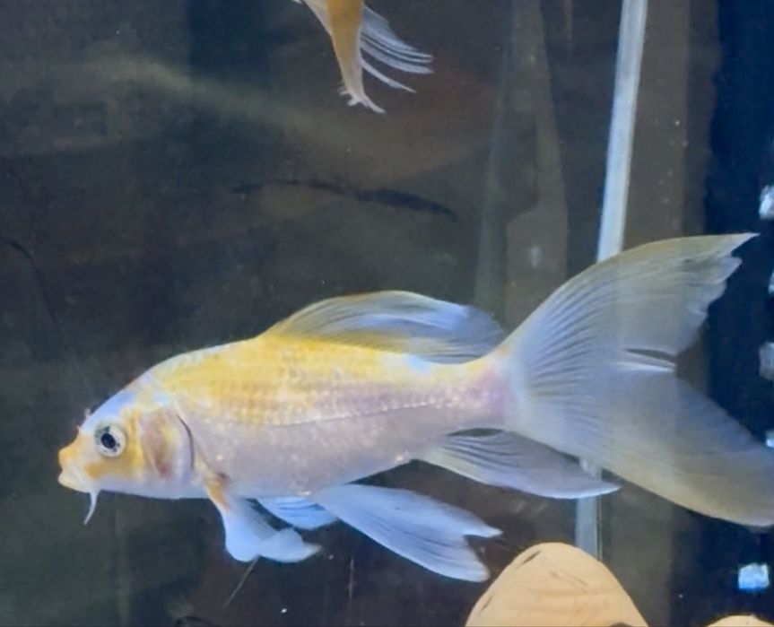 Срочно продам рыбку Карпа