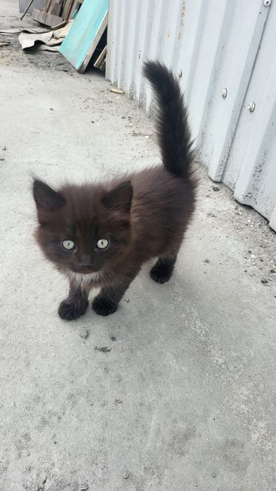 Одам котят в хорошие руки