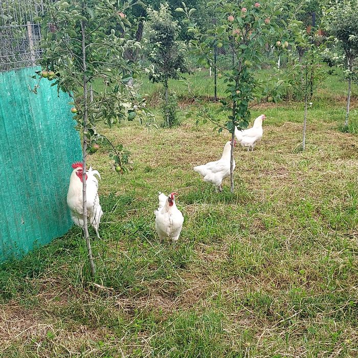 Familie de La bresse 4+1