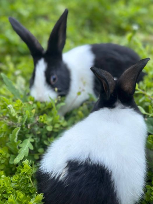 Quyon sotiladi  galand