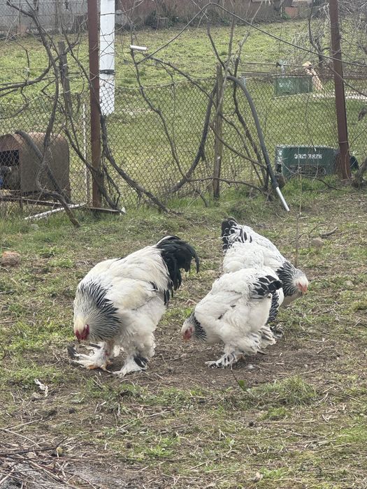 Vand oua pentru incubat rasa Brahma, Wiandotte si Austrolop