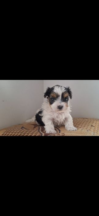 Yorkshire biewer femela