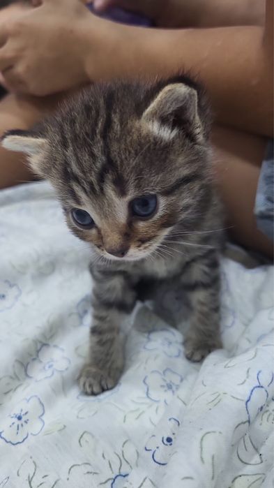 Продам котенка вислоухого