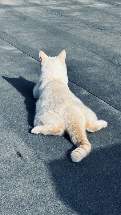 Ищу любящую семью для Буси!