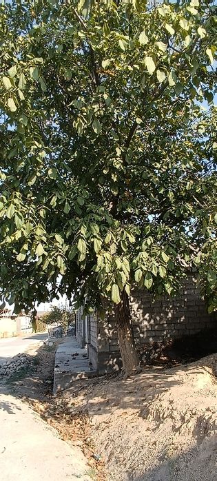 Ёнгок дарахти сотилади,