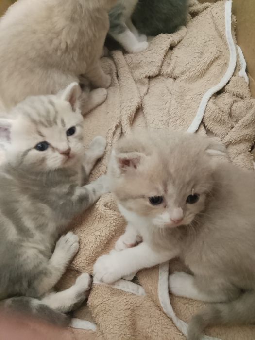 Продаются очаровательные котята.
