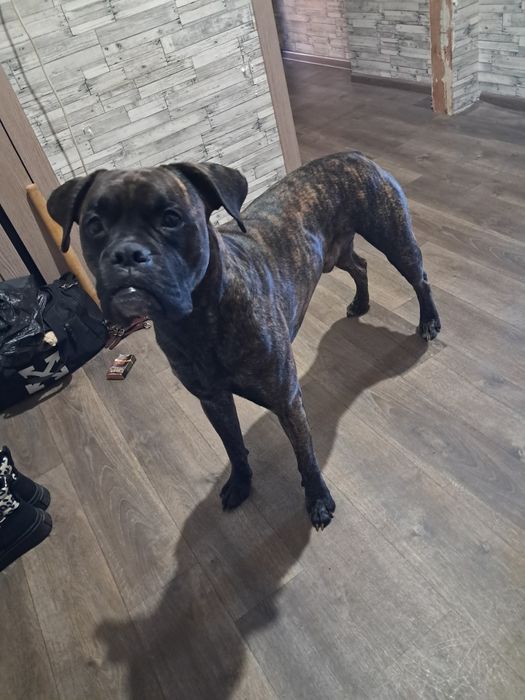 Вязка,кобель,боксёр