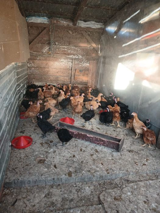 Vând pui rasă mixta