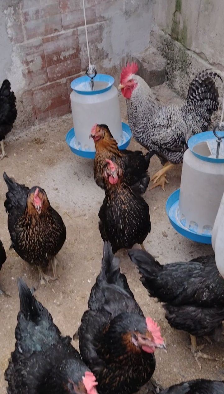Супер Харко яйца с. Мърчаево • OLX.bg