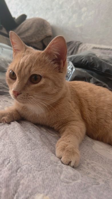 Отдам котёнка в добрые руки
