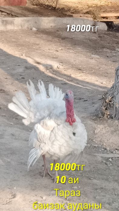 үндік. қораздары . сатылады