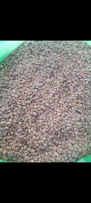 Чечевица красная