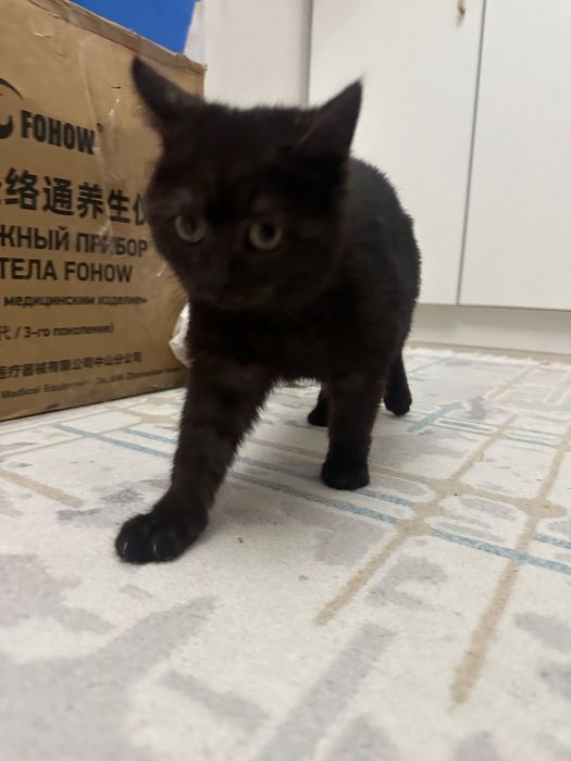 Котеноек прям в добрые руки