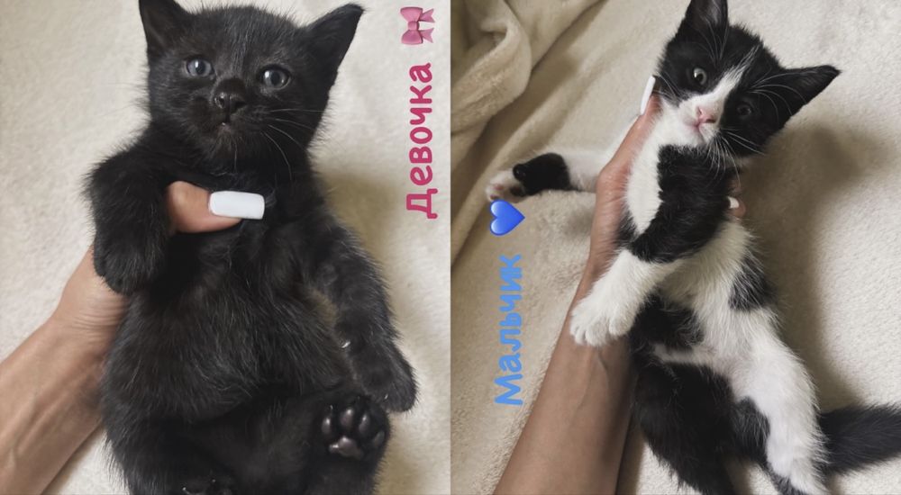 Котенок девочка ищет дом