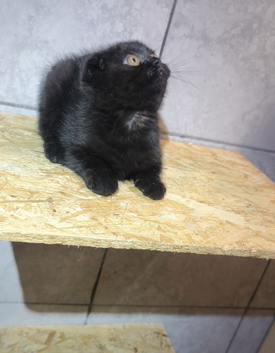 Scottish fold black de la crescător Felisa