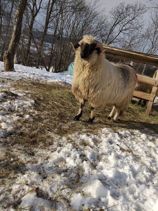 Berbec (noatin)varsta 1an