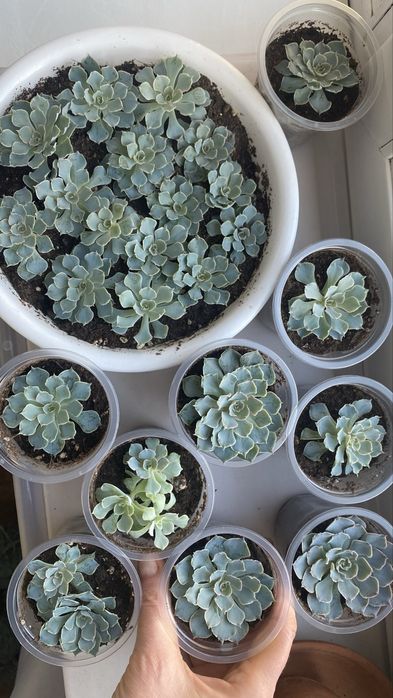 Продам «эхеверия»