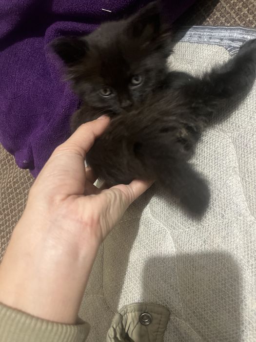 Малинки котик бесплатно