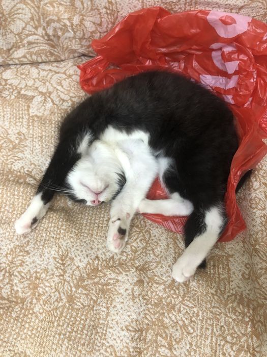 отдам кота в добрые ручки