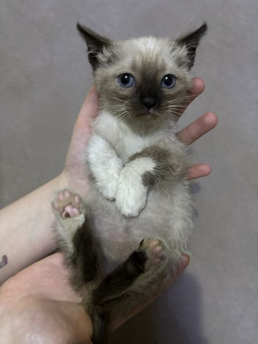 Котенок девочка в добрые ответственные руки