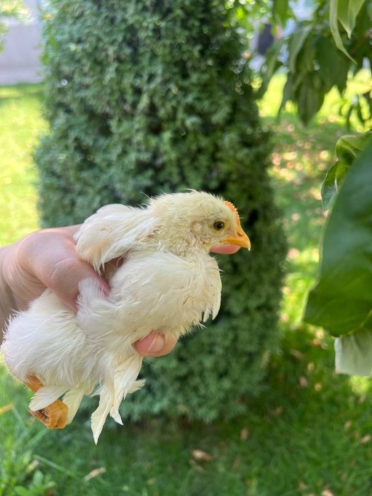 1 oylik baquvvat zotdor xo'rozchalar 34 ta bor kelishtirib bervoraman