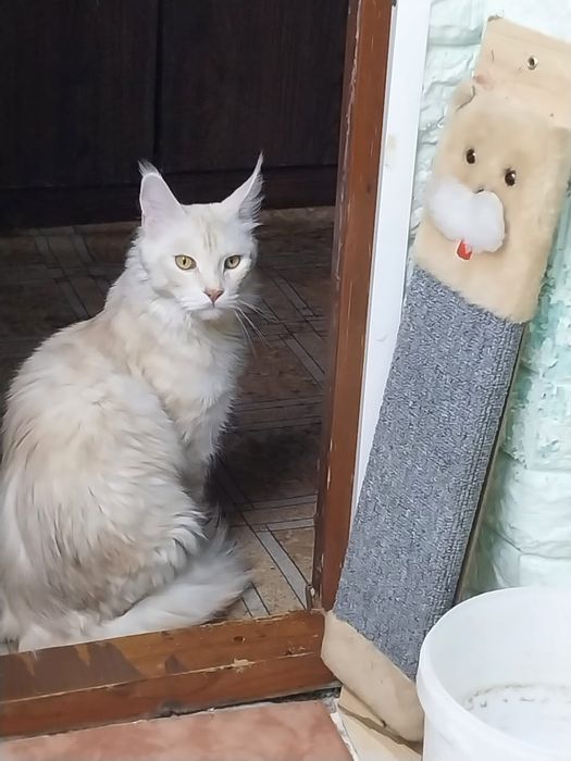 Кошка Мейн Кун .