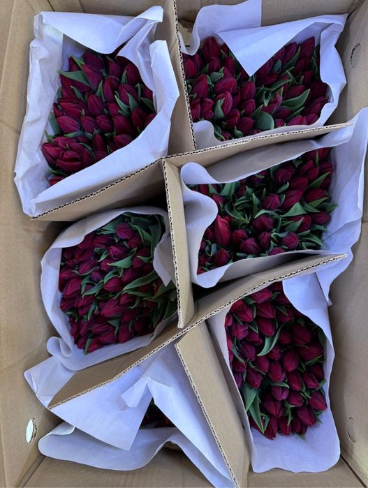 Премиум тюльпаны крупные
