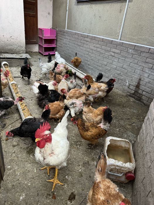 Продам домашних кур