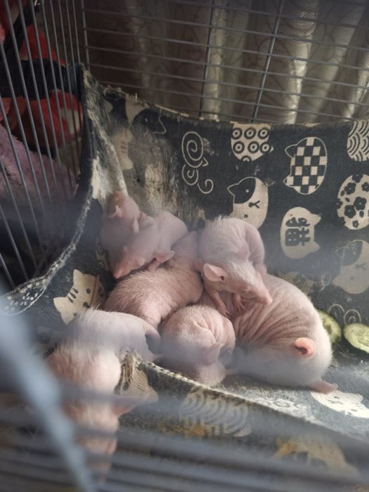 Лысые крысята , морщинки