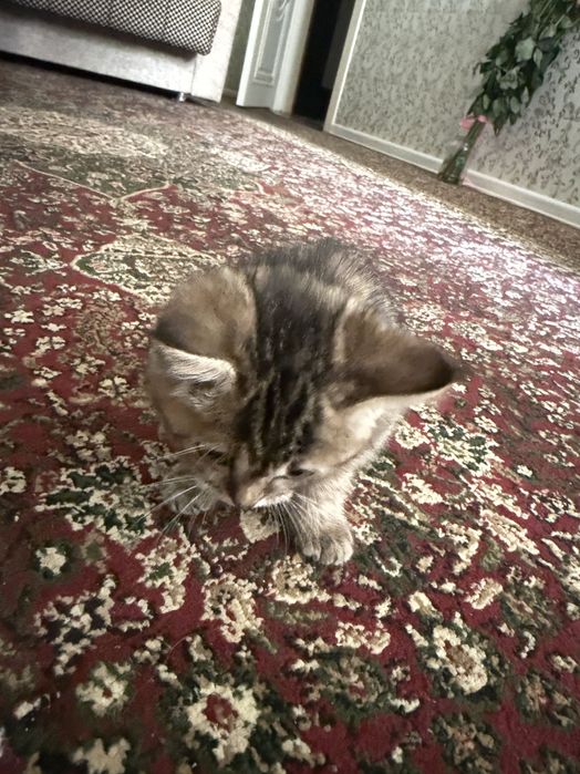 Продам Шотландская золотая тикированна шиншилла девочка