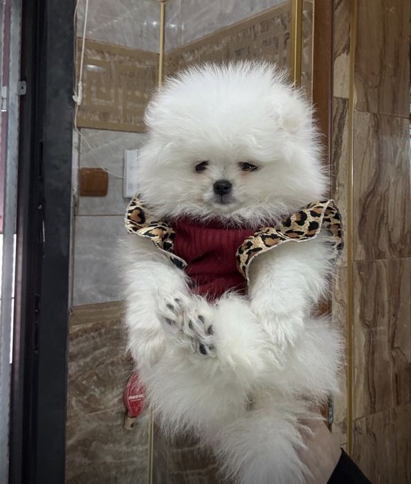 Мини померан куче.