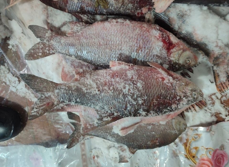 Свежая Щука речная с Торгая