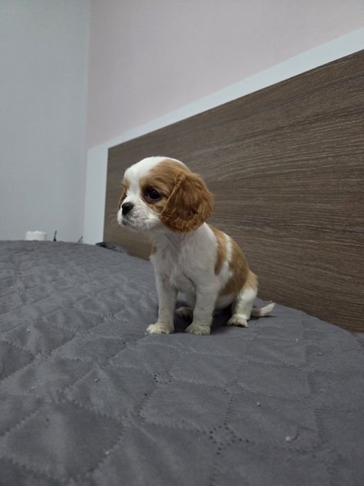 Кавалер Кинг Чарлз Шпаньол