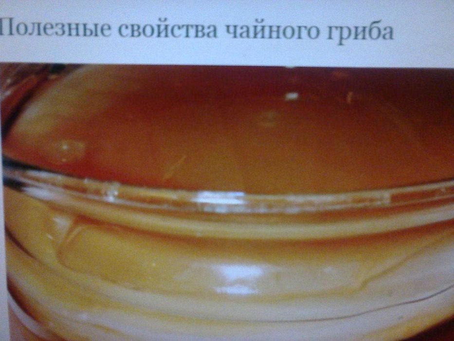 Чайный гриб. Комбуче