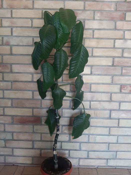 Комнатные растения разные