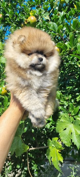 Померан  померанче