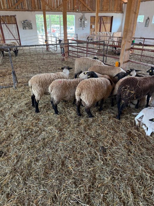 Vand oi sufolk si capre