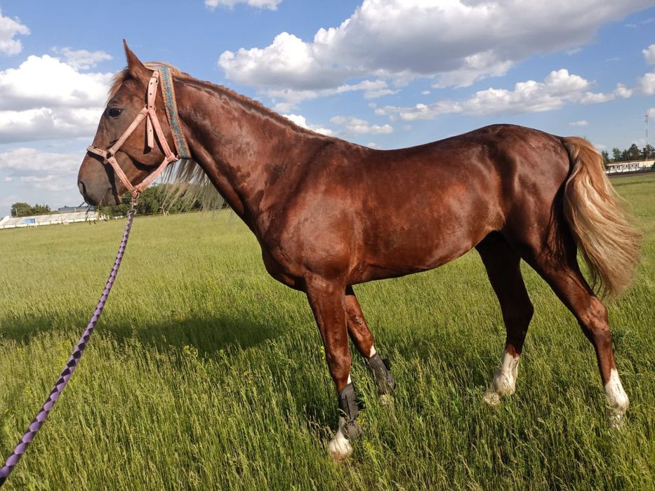 Продам Иноходца 6 лет