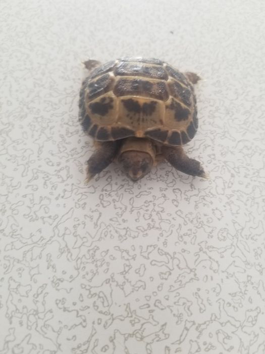 черепашка только в добрые руки