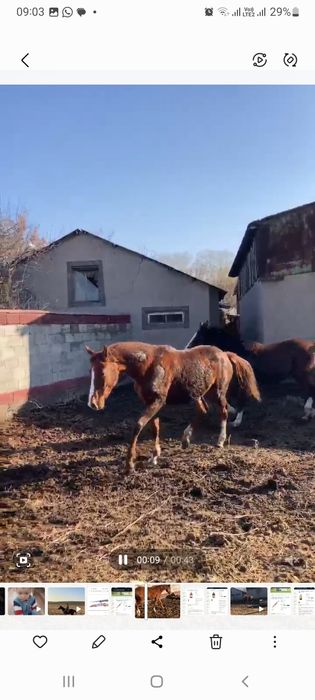 Тай,байтал,ат,жылкы