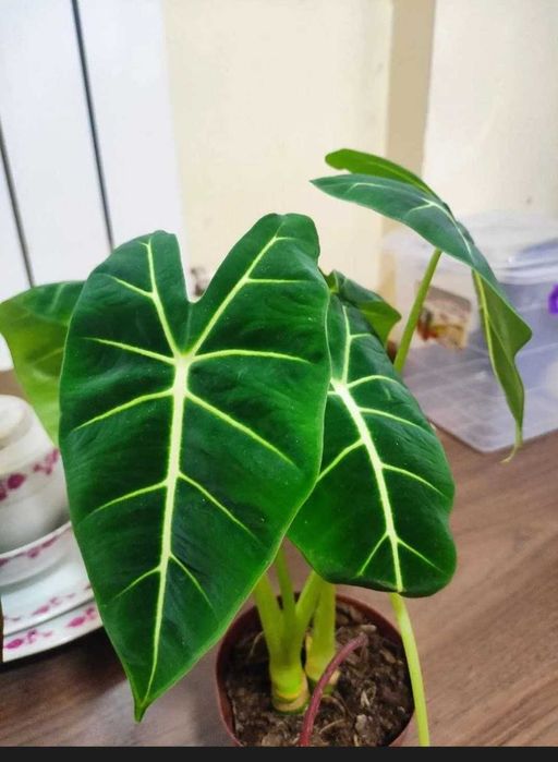 Алоказия детка маленькая