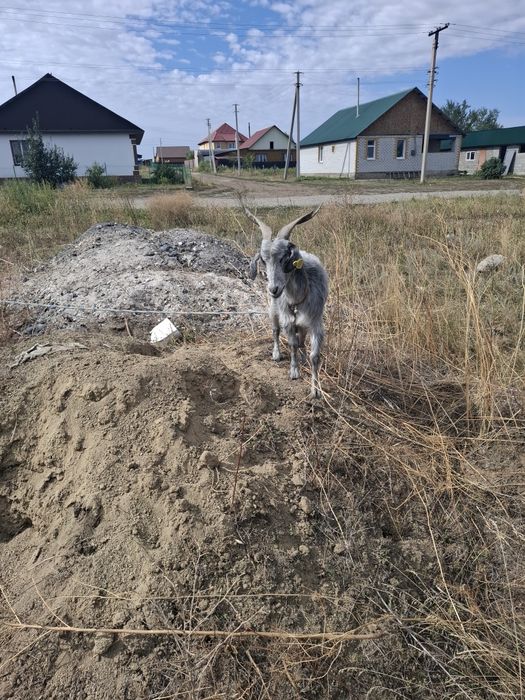 Продам козу 1,5 летку