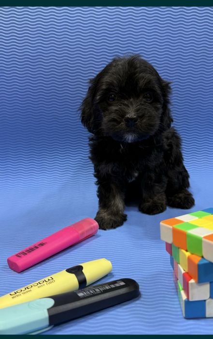 Щенки Мальтипу ф 1