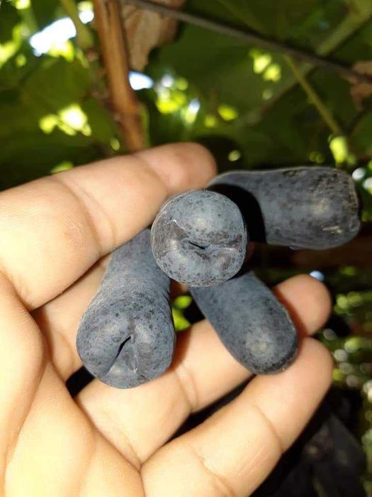 Аватар ва бошқа узумлар тувакларда ўсаётган холда.