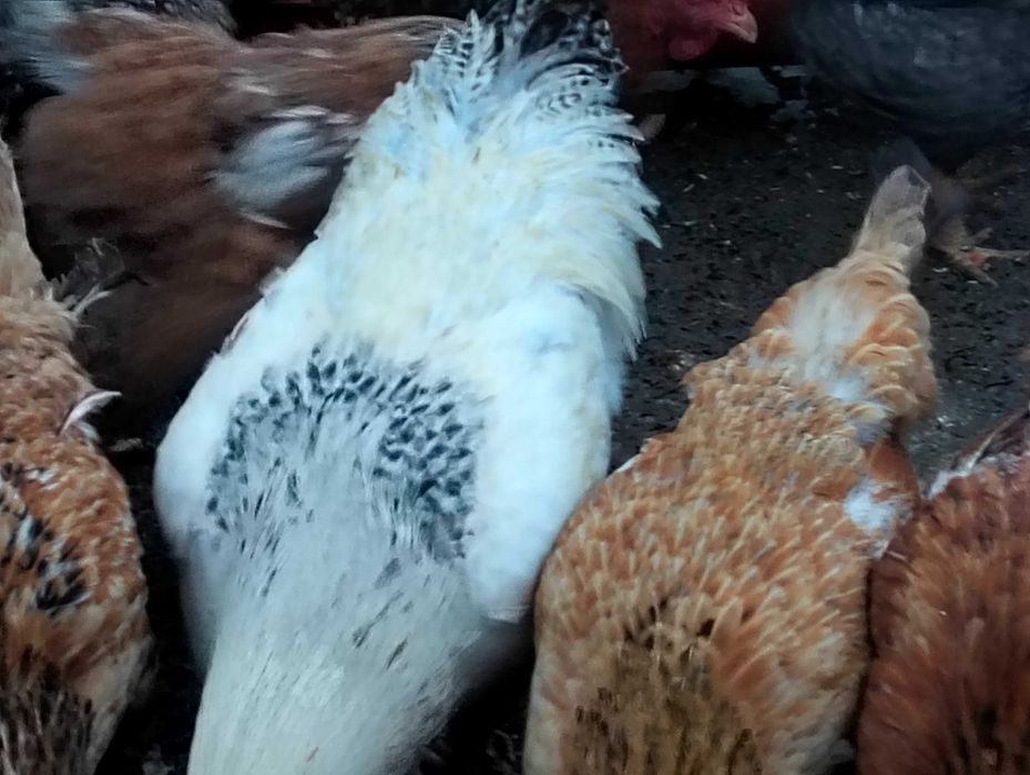 Vând cocosi rasa MONACO