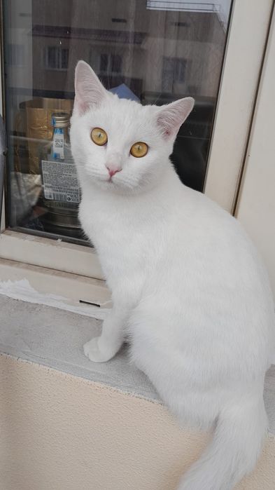 Отдаю в хоршие руки домашнюю белую кошку по имени Снежинка стерилизова