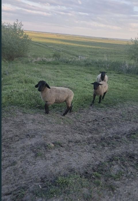 Vând mieluțe și berbecuți Suffolk