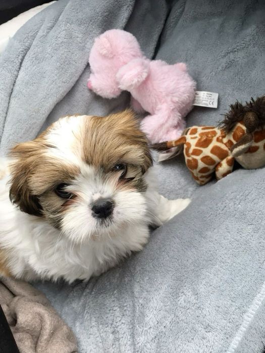 Shih Tzu mascul disponibil